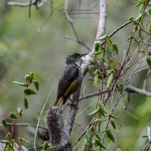 Australian Honeyeater, Tasmania