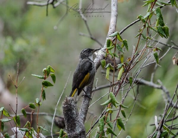 Australian Honeyeater, Tasmania