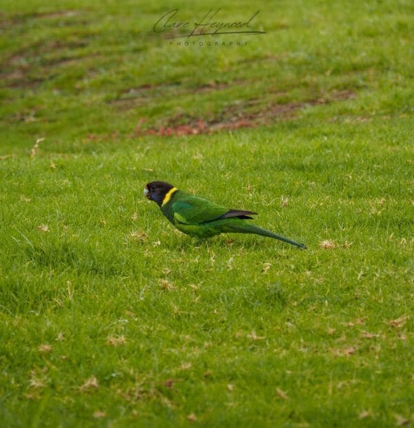 Australian Ringneck, Denmark WA