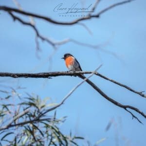 Australian Robin, Tasmania