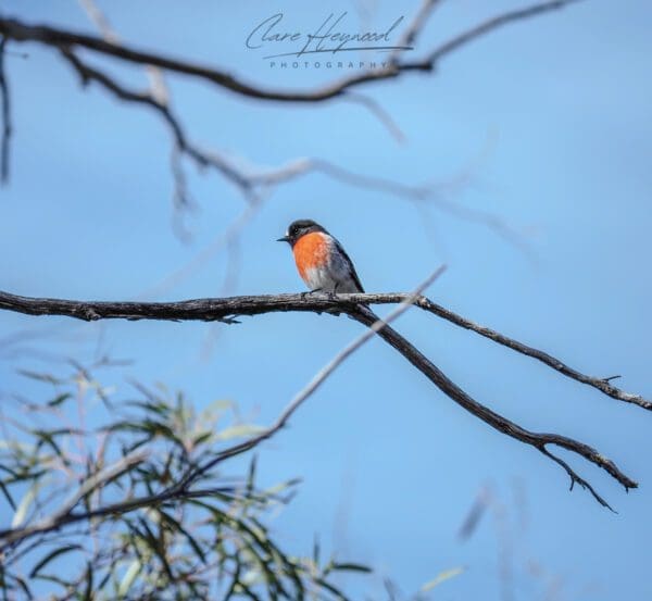 Australian Robin, Tasmania
