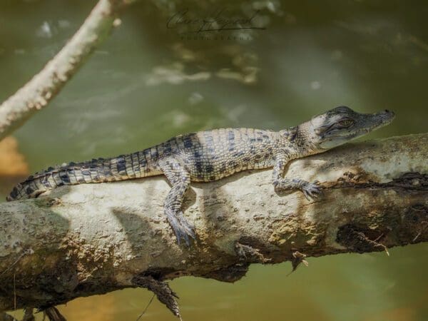 Crocodile, Cairns