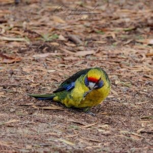 Green Rosella, Tasmania