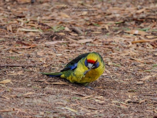 Green Rosella, Tasmania