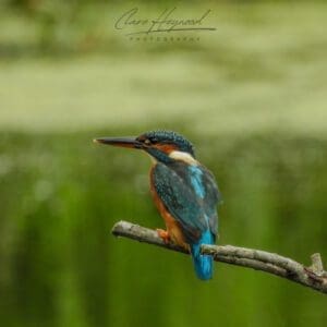 Kingfisher, Essex