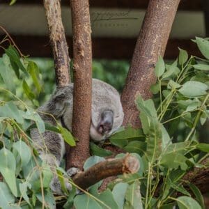 Koala, Brisbane Zoo