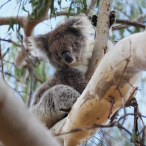Koala photo, sitting in a tree, looking at the camera, close-up
