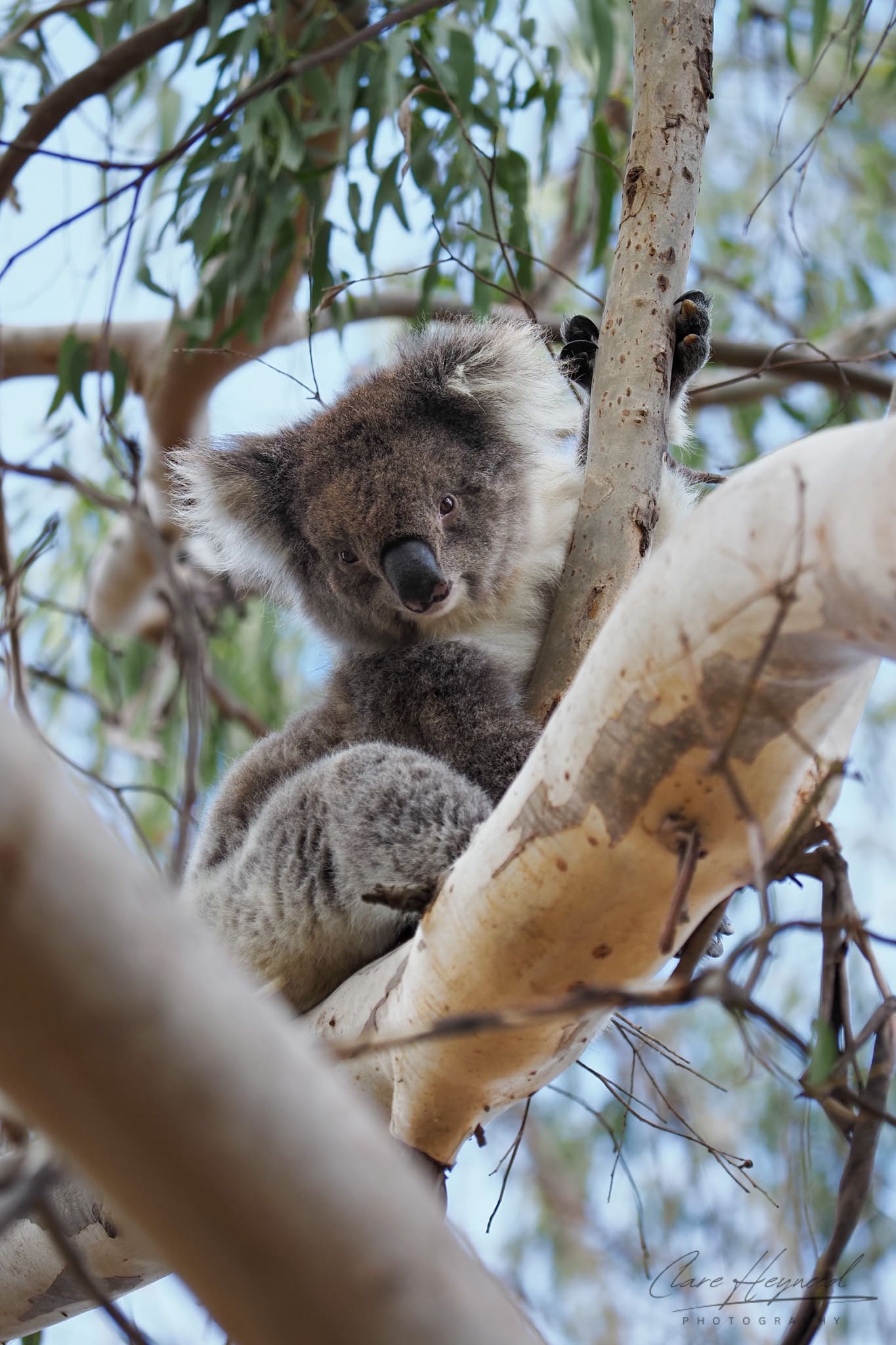 Koala, Great Ocean Road Clare Heywood Photography Photo of a Koala looking at the camera in the branches of a tree on the Great Ocean Road, Victoria