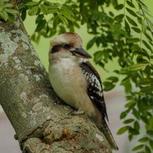 Kookaburra, Royal Botanical Gardens, Sydney