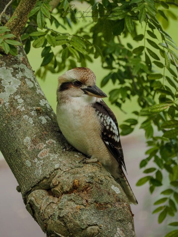 Kookaburra, Royal Botanical Gardens, Sydney