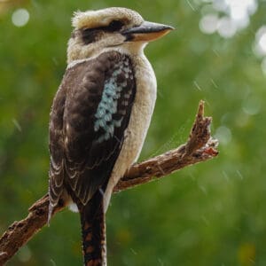 Photo Print of a Kookaburra looking at the camera, sitting on a branch in Australia