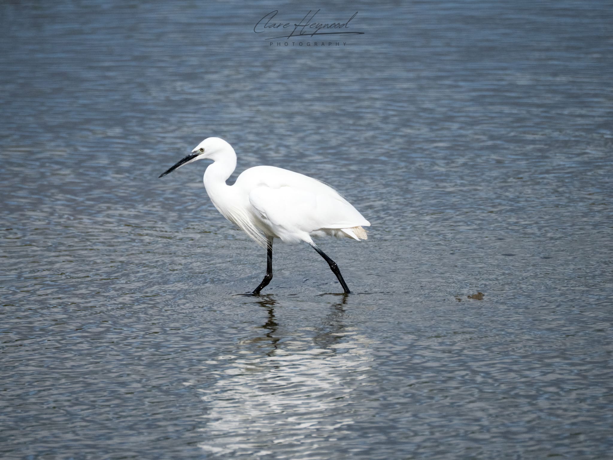 Little Egret at a Nature Reserve Clare Heywood Photography photo of a Little Egret at a nature reserve