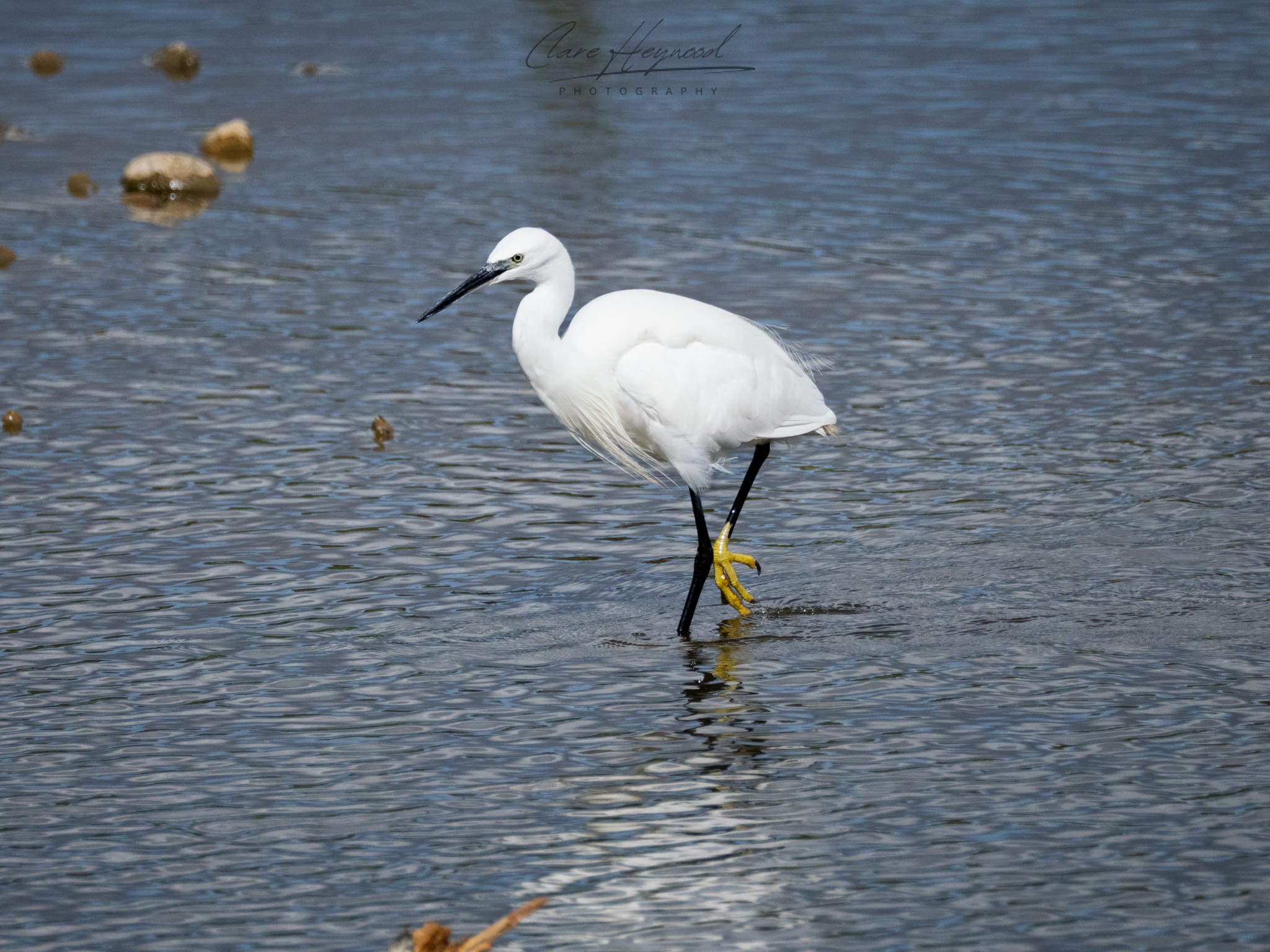 Little Egret at a Nature Reserve Clare Heywood Photography photo of a Little Egret at a nature reserve