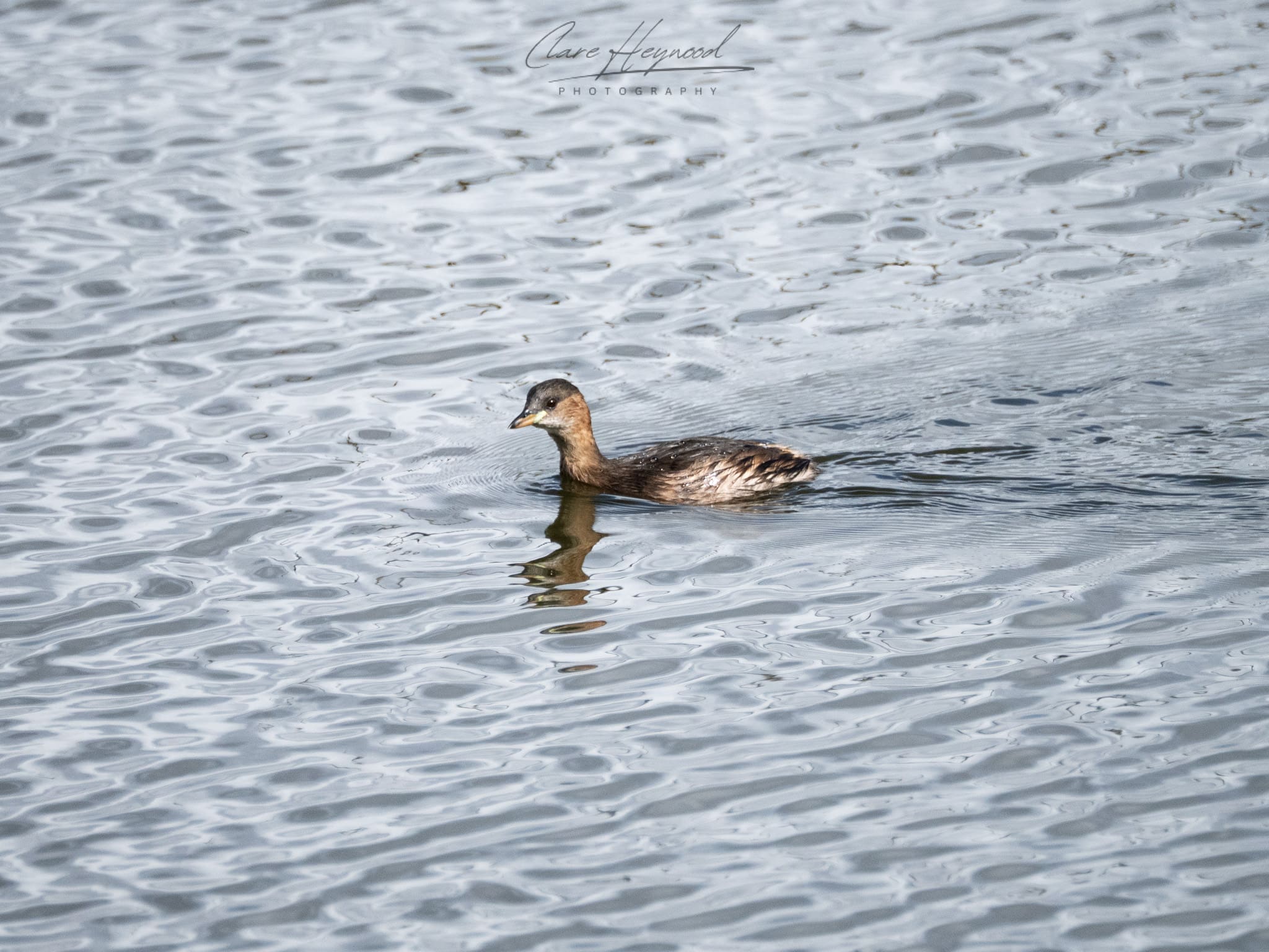 Little Grebe at a Nature Reserve Clare Heywood Photography photo of a Little Grebe at a nature reserve