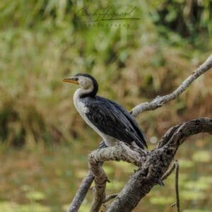 Little Shag, Brisbane