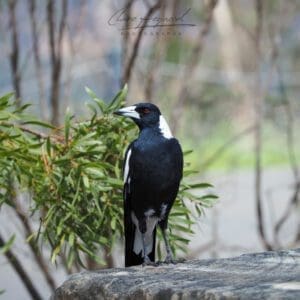 Magpie, Sydney