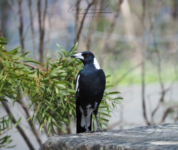 Magpie, Sydney