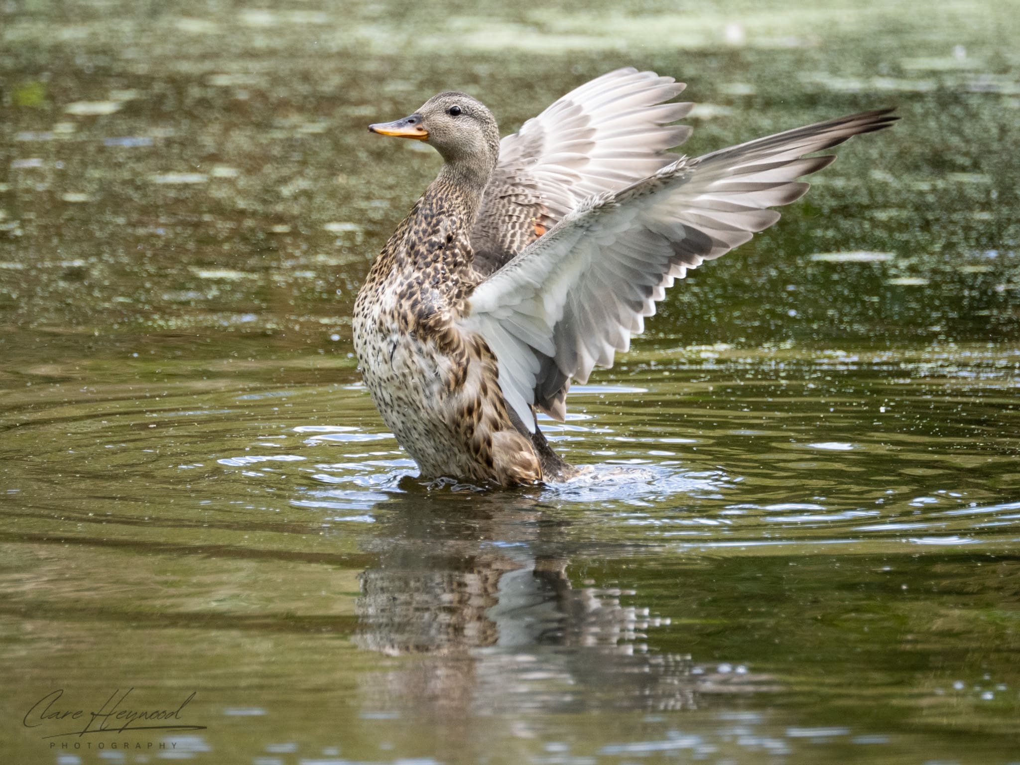 Mallard at a Nature Reserve Clare Heywood Photography photo of a Mallard at a nature reserve