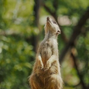 Meerkat, Brisbane Zoo