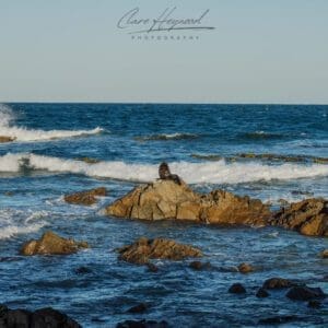 New Zealand Fur Seal, Catlins