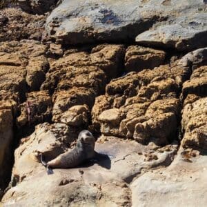 New Zealand Fur Seal Pup, Catlins