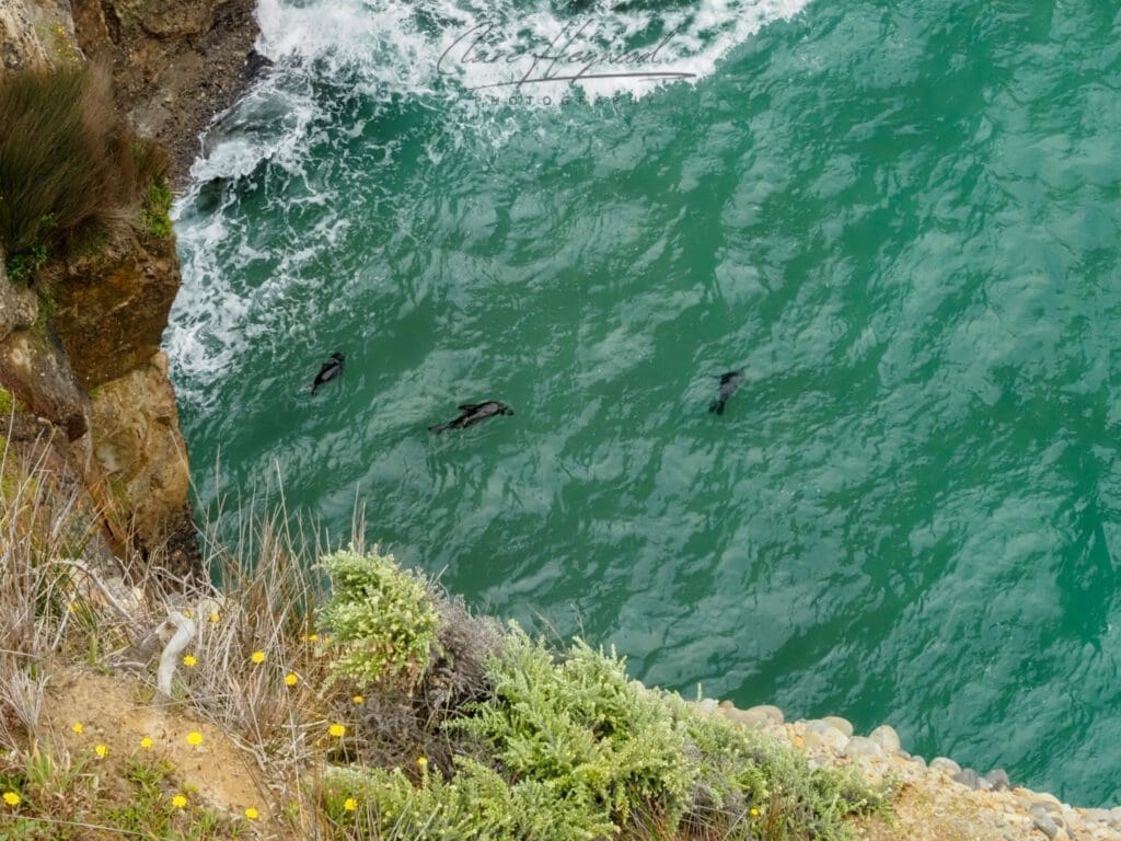 New Zealand Fur Seals swimming at Cape Farewell