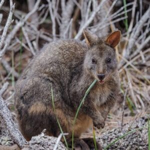 Pademelon, Tasmania