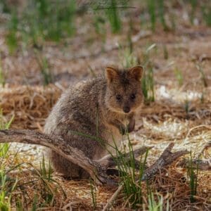 Quokka, Rottnest Island