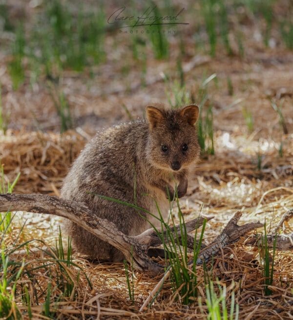 Quokka, Rottnest Island