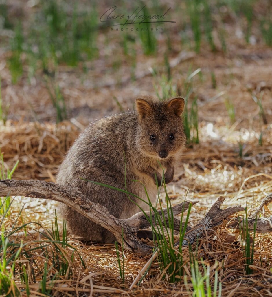 Quokka, Rottnest Island