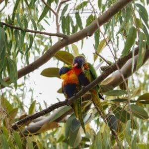 Rainbow Lorikeet, Sydney