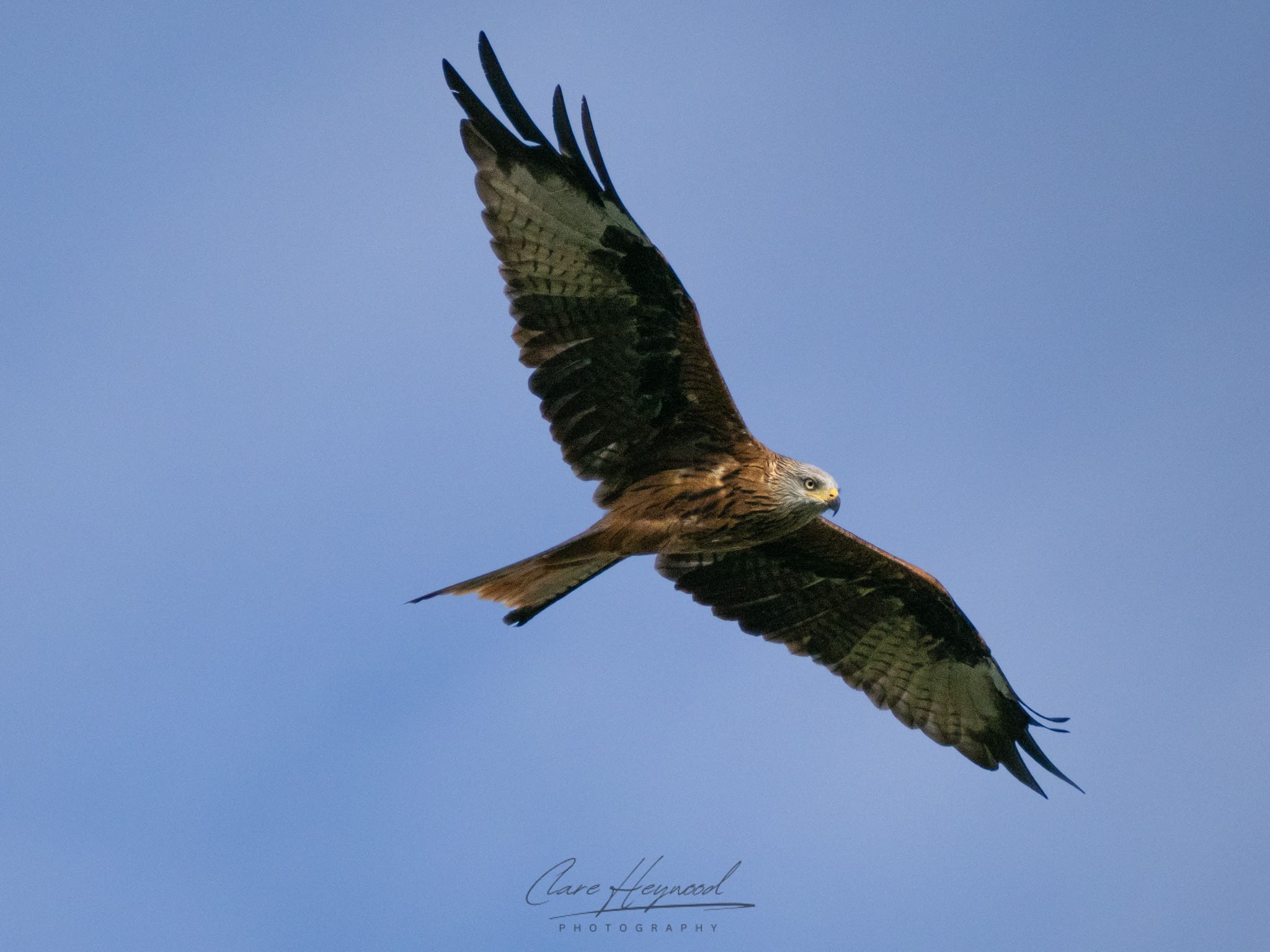Red Kite, Essex Clare Heywood Photography photo of a Red Kite flying overhead
