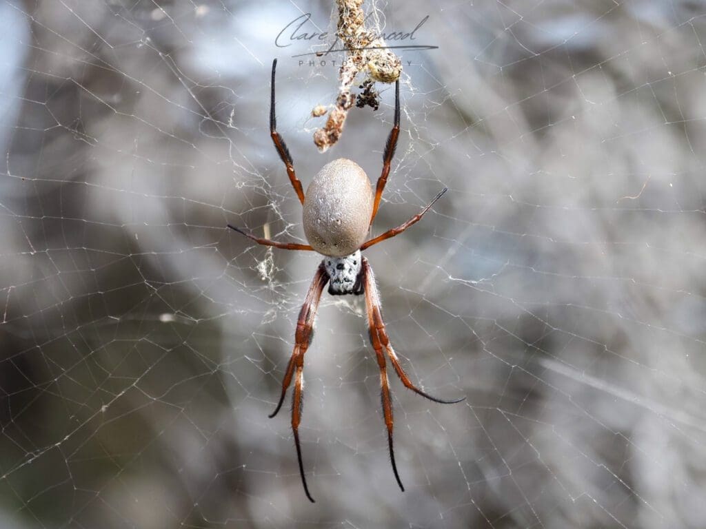 Red Legged Golden Orb Weaver, Rottnest Island