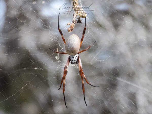 Red Legged Golden Orb Weaver, Rottnest Island