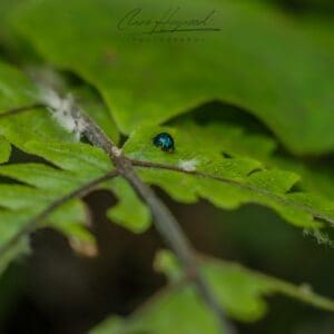 Steelblue Ladybird, New Zealand