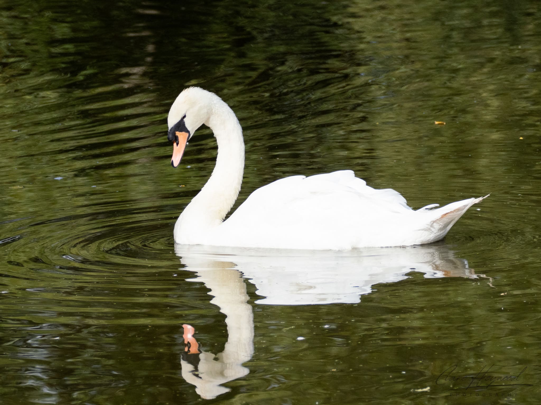 Swan at a Nature Reserve Clare Heywood Photography photo of a Swan at a nature reserve