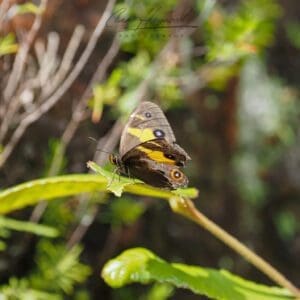 Swordgrass Brown Butterfly, Sydney