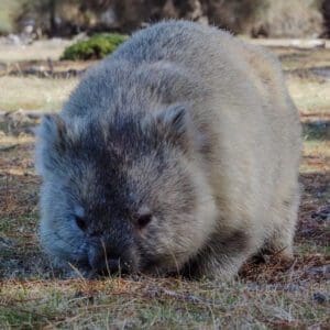Clare Heywood Photography of a Wombat on Maria Island, Tasmania